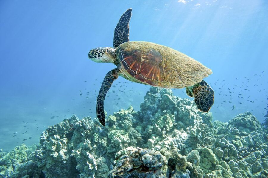 Maui: Beginner Discovery Scuba Dive Excursion from Lahaina - Price and value: is $238 worth it for beginners?