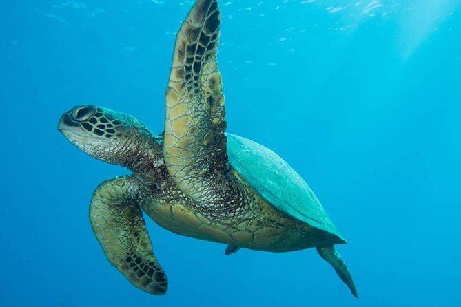 Maui Certified Shore Diving from Lahaina - Key highlights worth planning around