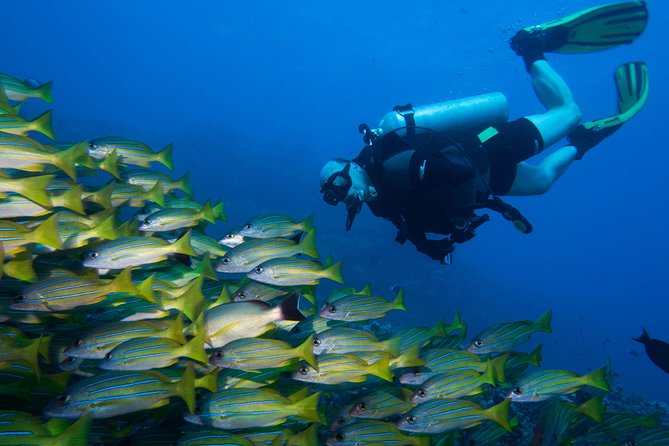 Maui Certified Shore Diving from Lahaina - Meet-up at 94 Kupuohi St, Then Follow Beach Directions the Day Before