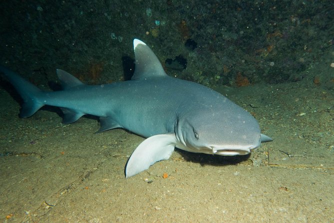Maui Certified Shore Diving from Lahaina - What You’ll See: Coral, Tropical Reef Fish, Eels, and Often Sea Turtles