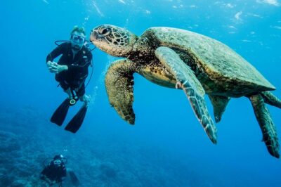 Maui Certified Shore Diving from Lahaina - Small Group Coaching (Max 4): Why This Feels Personal