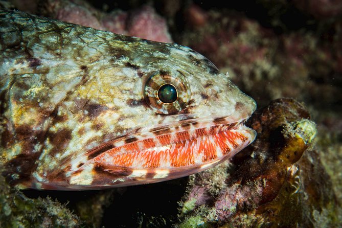 Maui Certified Shore Diving from Lahaina - Morning vs Afternoon Times, Plus the Two-Tank Request