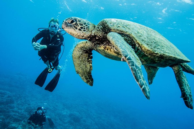 Maui Certified Shore Diving from Lahaina - Small Group Coaching (Max 4): Why This Feels Personal