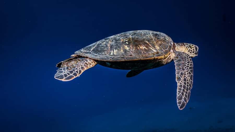 Maui: Intro to Scuba Diving from Shore - Lahaina - Your 30-minute Lahaina class: what you learn before going in