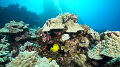 Maui: Intro to Scuba Diving from Shore - Lahaina - PADI eLearning and the medical form you should handle early