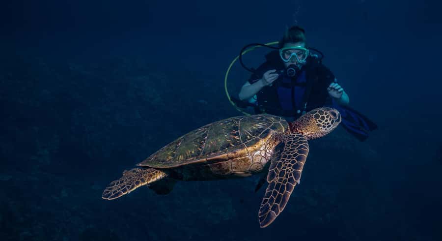 Maui: Intro to Scuba Diving from Shore - Lahaina - Gear rentals and setup: how you stay comfortable as a beginner