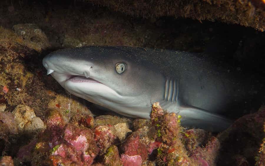 Maui: Intro to Scuba Diving from Shore - Lahaina - Price and value: is $160 a good deal?