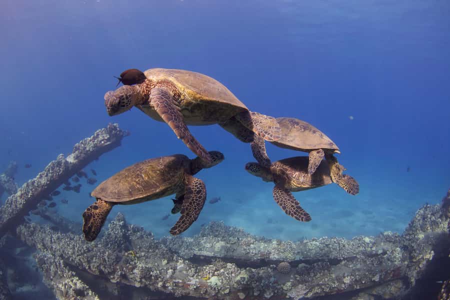 Maui: Intro to Scuba Diving from Shore - Lahaina - Who this Maui shore program fits best