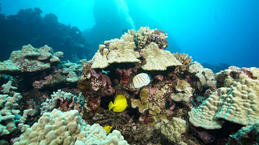 Maui: Intro to Scuba Diving from Shore - Lahaina - PADI eLearning and the medical form you should handle early