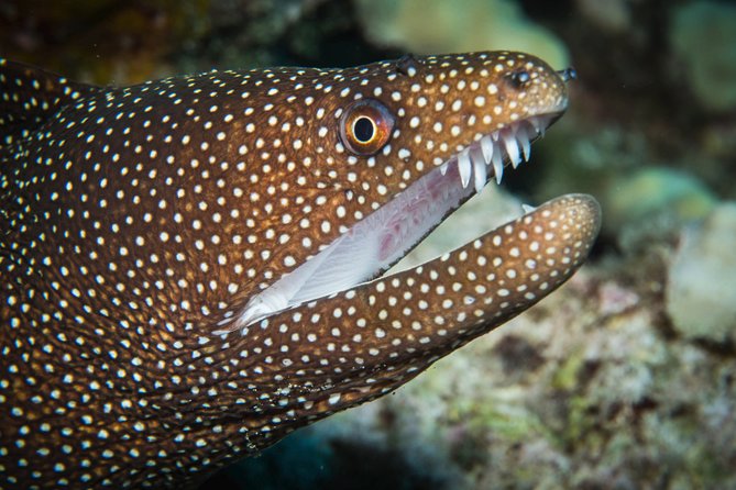 Maui Scuba Diving Introductory Lesson from Lahaina - Where You’ll Go in Maui: Honolua Bay, Black Rock, Kapalua, and More