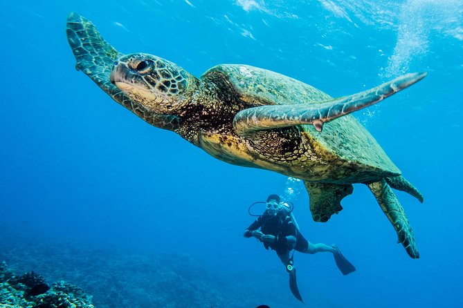 Maui Scuba Diving Introductory Lesson from Lahaina - The Safety and Equipment Stuff You Should Not Skip
