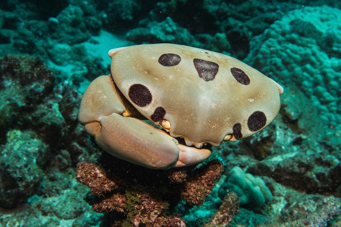 Maui Scuba Diving Introductory Lesson from Lahaina - A Quick Reality Check on Underwater Learning