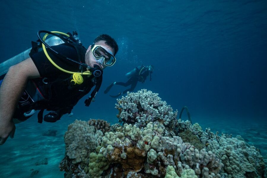 Maui: Small Group Shark & Turtle Scuba Dive from Shore - Quick Takeaways
