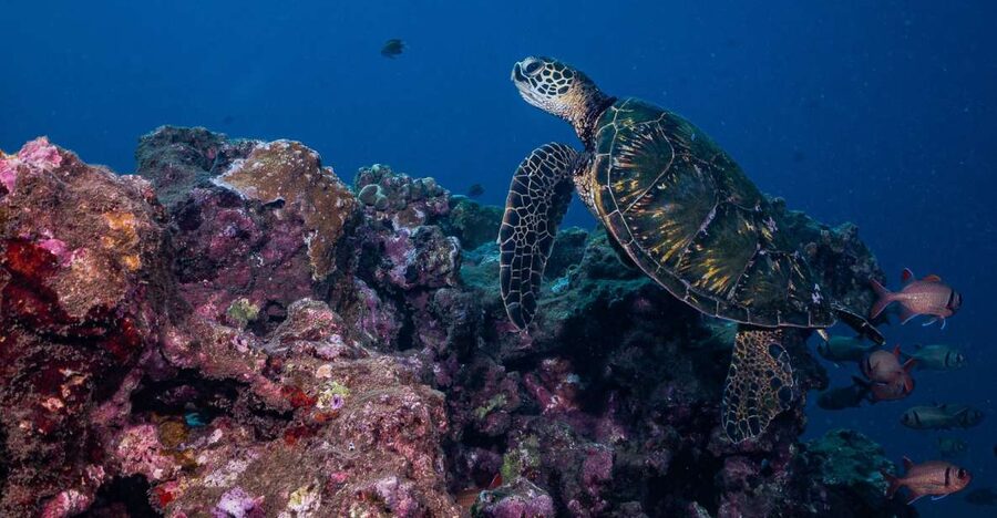 Maui: Small Group Shark & Turtle Scuba Dive from Shore - Meeting at 1223 Front St: Where the Day Actually Starts