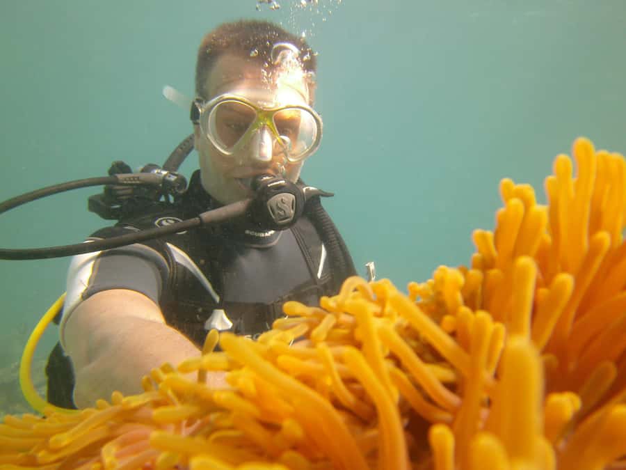 Mauritius: East Belle Mare Scuba Diving Tour - What you’ll see underwater: marine life, coral color, and new depth