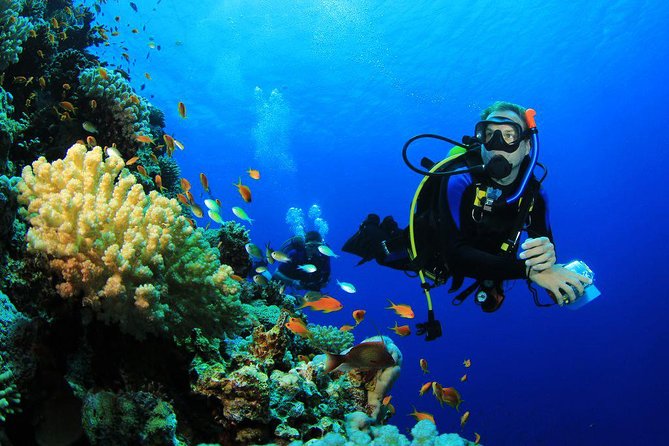Menjangan Island Bali Diving Activity - Key highlights that matter