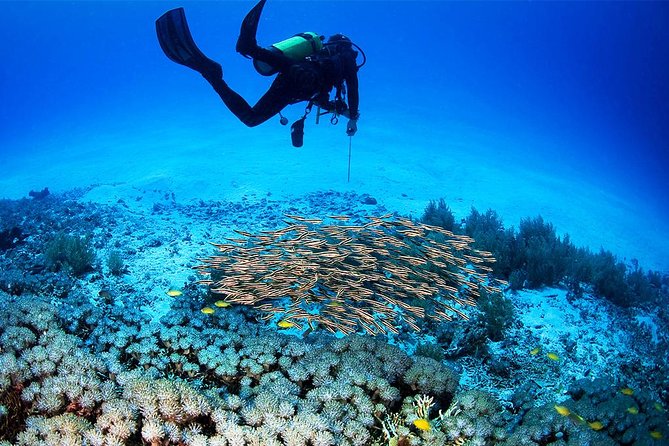 Menjangan Island Bali Diving Activity - Snorkeling at Menjangan: easy reef time after scuba