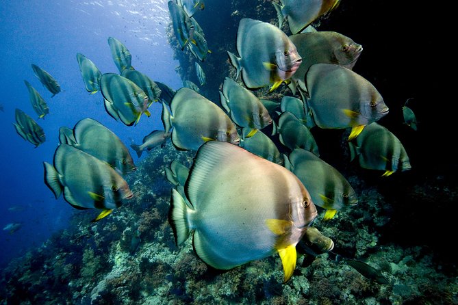 Menjangan island for Certified Scuba Divers full day boat trip, 2 dives + lunch - Between dives: Lunch, fruit, drinks, and staying human