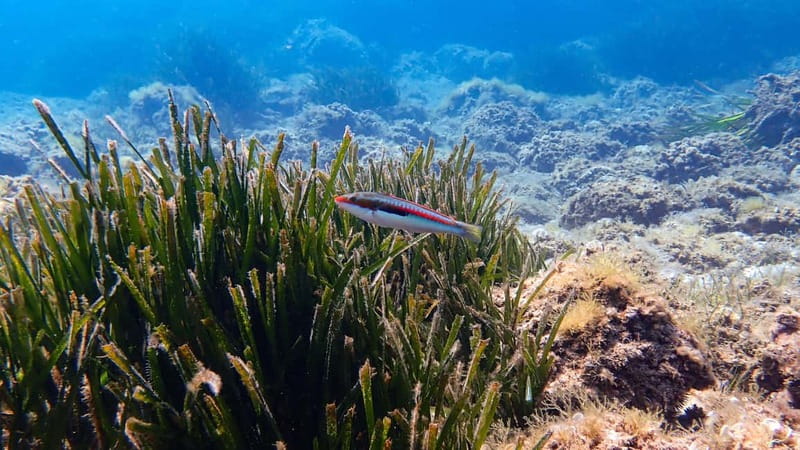 Menorca: Cala Galdana Try Scuba Diving for Beginners - Why Cala Galdana Fits a Beginner’s First Scuba Session