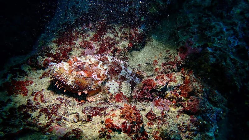 Menorca: Cala Galdana Try Scuba Diving for Beginners - Should You Book This First Scuba Session in Cala Galdana?