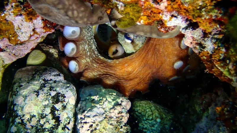Menorca: Cala Galdana Try Scuba Diving for Beginners - What You’ll See: Submerged Arches and Menorca Sea Life