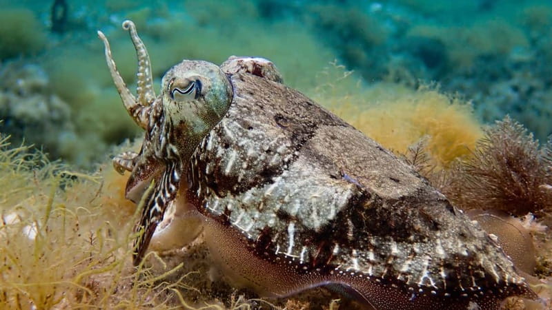 Menorca: Cala Galdana Try Scuba Diving for Beginners - It’s Not for Everyone: Health Limits and Age Rules