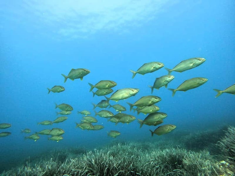 Menorca: Try scuba diving in Cala'n Bosch -BLUEWATER MENORCA - Key highlights worth marking