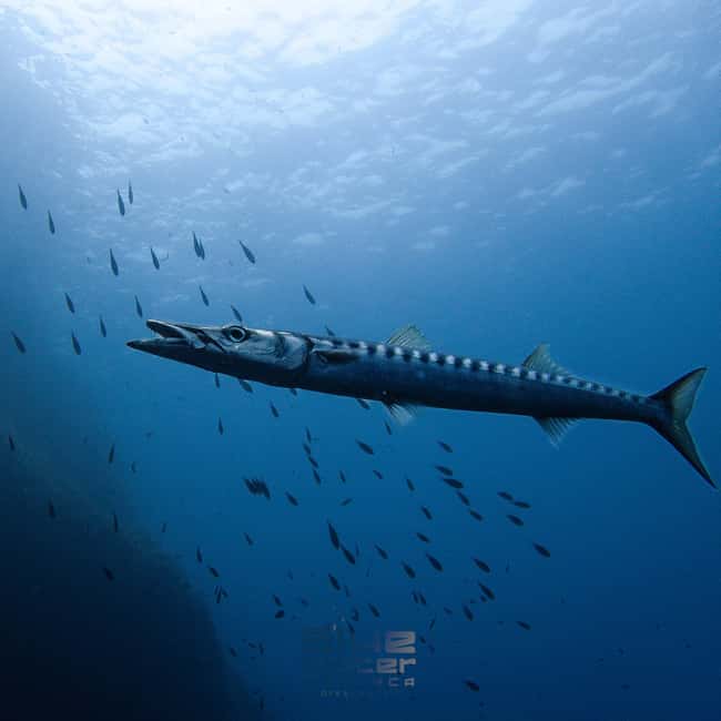 Menorca: Try scuba diving in Cala'n Bosch -BLUEWATER MENORCA - Environmental stewardship meets real marine life