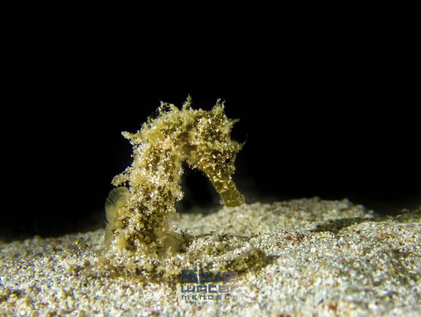 Menorca: Try scuba diving in Cala'n Bosch -BLUEWATER MENORCA - Who should book this try scuba in Cala’n Bosch