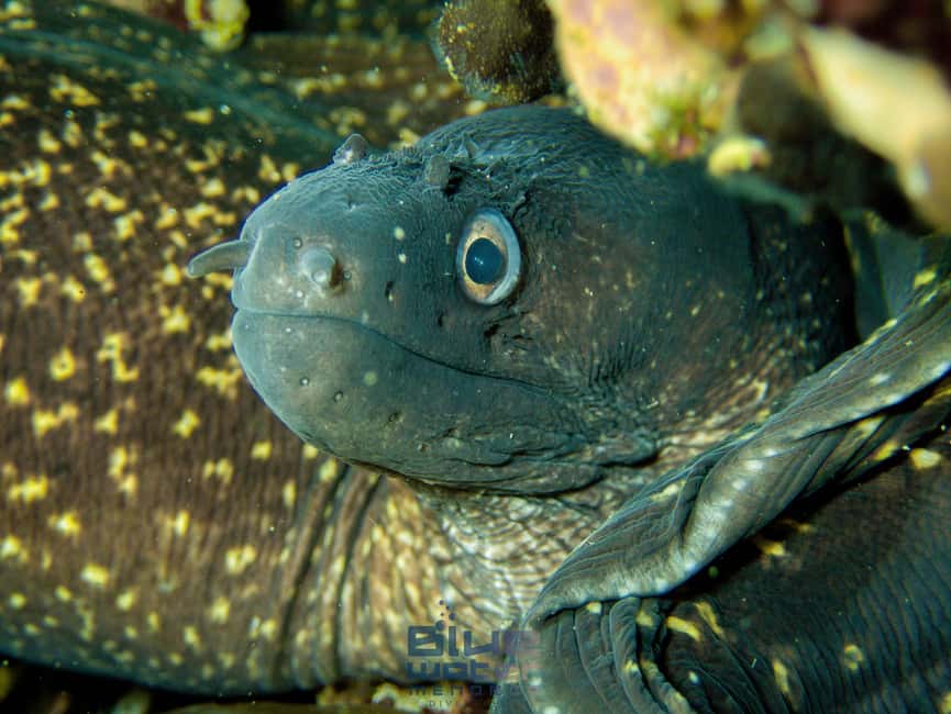Menorca: Try scuba diving in Cala'n Bosch -BLUEWATER MENORCA - Practical tips to make the most of your 3-hour session