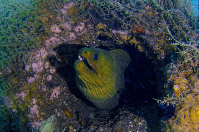 Miami Guided 2-Tank Scuba Diving: South Florida’s Reefs & Wrecks - The second stop: reef around 30 feet (Rockpile and The Trench)
