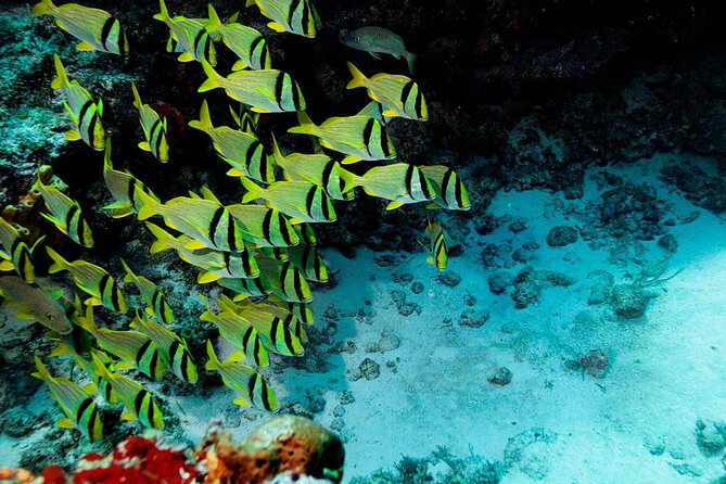 Mini-SUB Dive Tour from Cozumel - Key Things to Know Before You Go