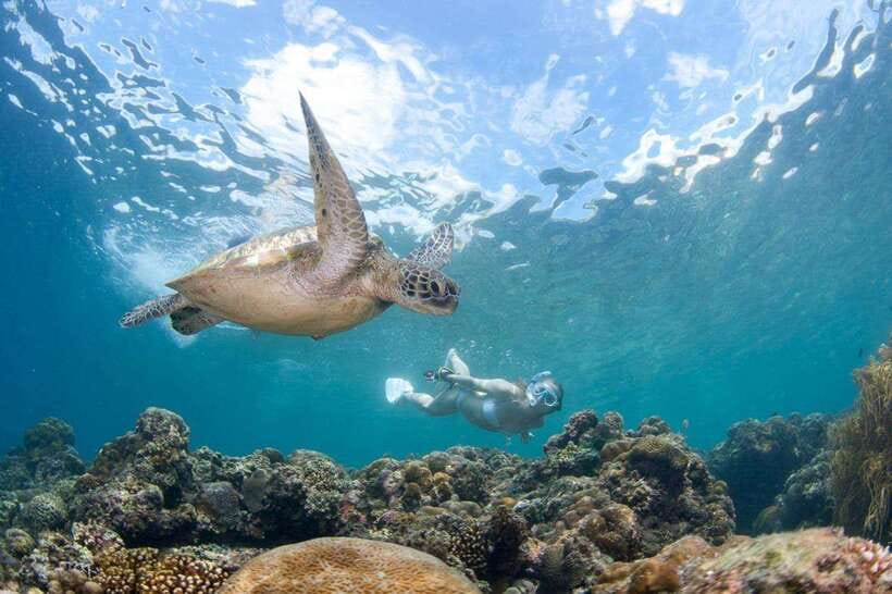 Moalboal: Scuba Diving and Pescador Island Hopping - Moalboal to Pescador: why this combo works
