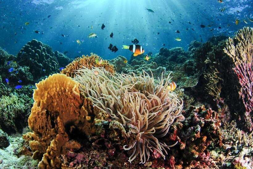 Moalboal: Scuba Diving and Pescador Island Hopping - What your day looks like (and what to watch for)