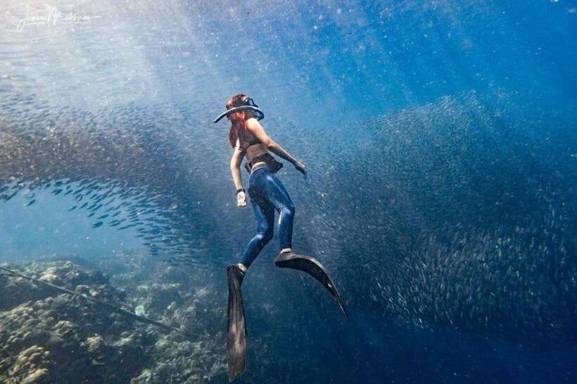Moalboal: Scuba Diving and Pescador Island Hopping - Sea life you should aim to see (and how the day delivers)