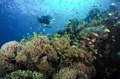 Moalboal: Scuba Diving and Pescador Island Hopping - Instructors, gear, and safety in the water