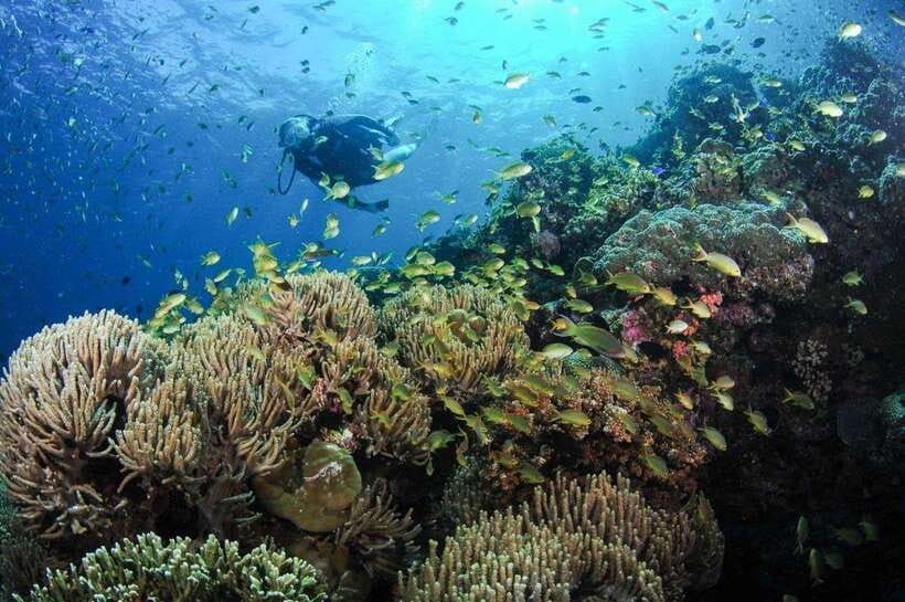 Moalboal: Scuba Diving and Pescador Island Hopping - Instructors, gear, and safety in the water