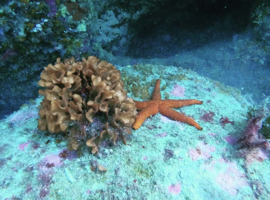 Morocco: PADI Discover Scuba Diving Dive - From Belyounech to Tangier Med: The short route to real sea life