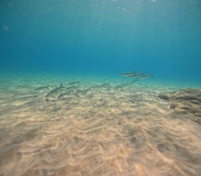 Morro Jable: Try Diving Experience for Beginners - Where you start and how the schedule actually flows