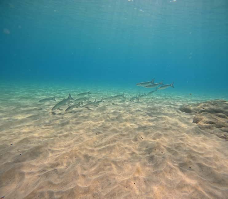 Morro Jable: Try Diving Experience for Beginners - Where you start and how the schedule actually flows