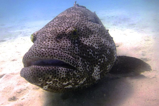 Muiron Island Diving Tour - Key highlights worth planning around
