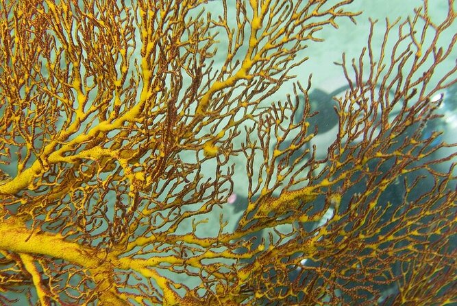 Muiron Island Diving Tour - Snorkeling the reef: the easiest way to start seeing marine life
