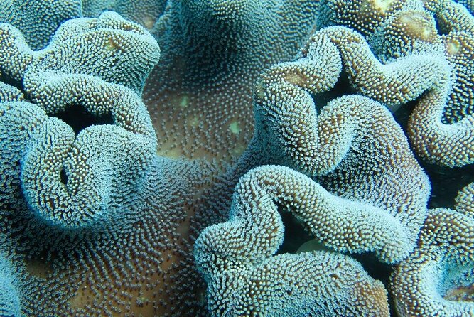 Muiron Island Diving Tour - Two underwater scuba sessions: how to think about the value
