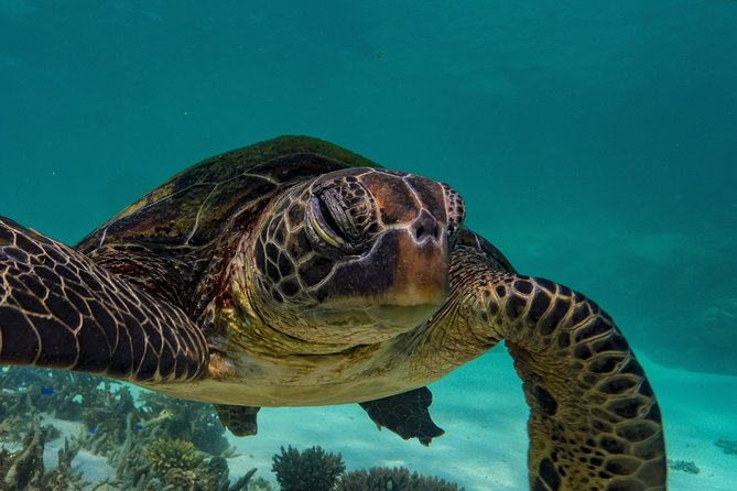 Muiron Island Diving Tour - Safety and health checks: what you should be ready for