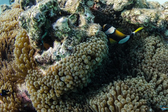 Muiron Island Diving Tour - What the boat day feels like: custom vessel, reef cruising, and real time on water
