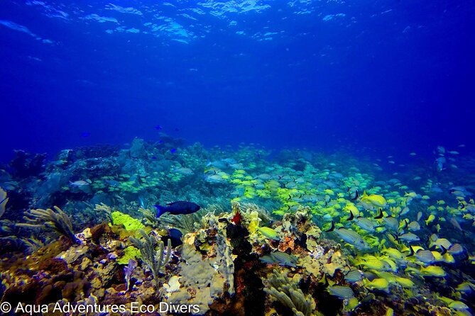MUSA Museum and Colorful Reef 2 Tank Dive-Certified Divers - The MUSA Underwater Museum of Art: sculptures that become habitat