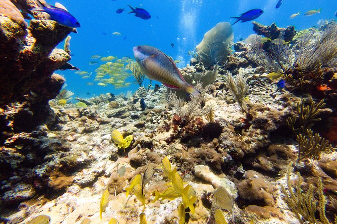 MUSA Museum and Colorful Reef 2 Tank Dive-Certified Divers - Depth and physical requirements: what you should be ready for