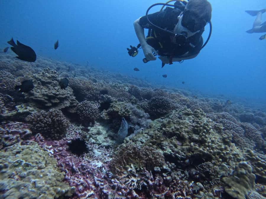 Muscat: Daymaniat Islands Scuba Diving for Beginners - Why Daymaniat Islands work so well for beginners