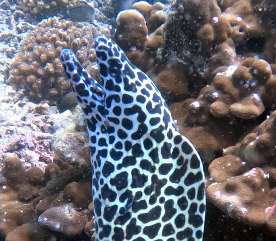 Muscat: Daymaniat Islands Try Scuba Diving - Key moments that make this trip work