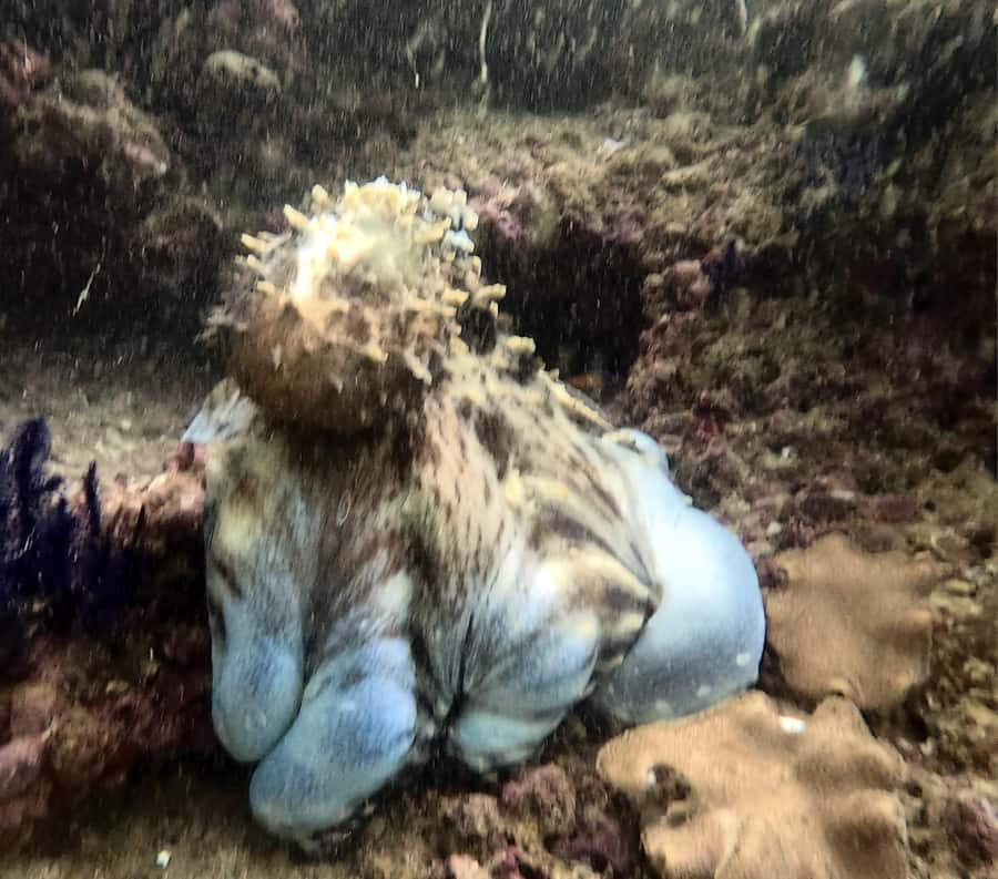Muscat: Daymaniat Islands Try Scuba Diving - Your on-board briefing and the right plan for your level